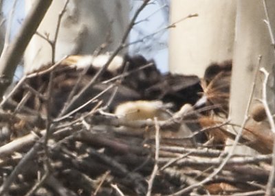 4/8 - BALD EAGLE CHICK - NEWLY HATCHED
