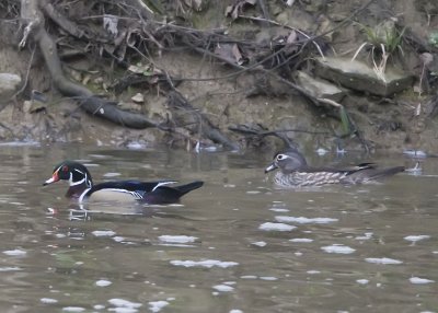 WOOD DUCKS IN THE RIVER ALONG THE PARK