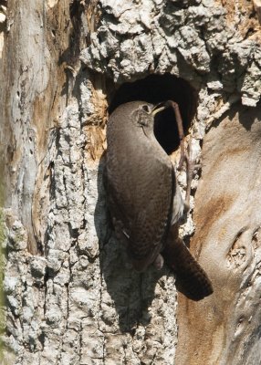 HOUSE WREN