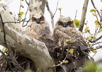 5/1 - GREAT HORNED OWL CHICKS