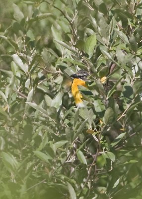 YELLOW- BREASTED CHAT