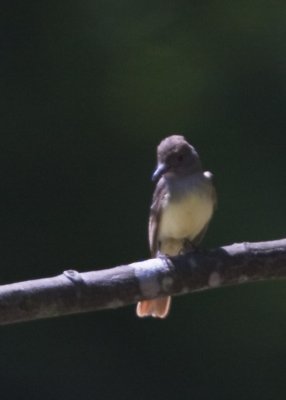 GREAT CRESTED FLYCATCHER