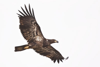 BALD EAGLE - IMMATURE