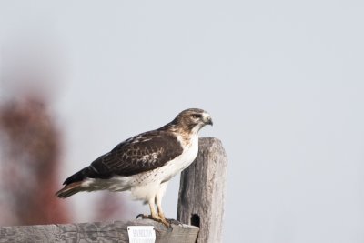 RED-TAILED HAWK - IMMATURE