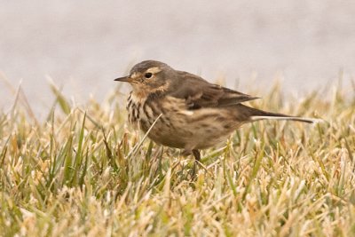 WAGTAILS and PIPITS