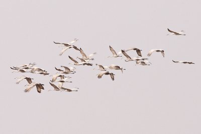 SANDHILL CRANES