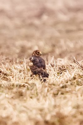 NORTHERN HARRIER