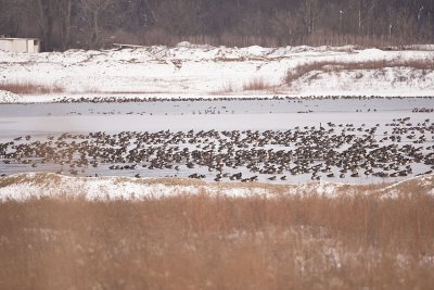 1000'S of CANADA GEESE at  LOST BRIDGE