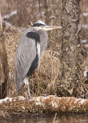 GREAT BLUE HERON