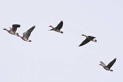 GREATER WHITE-FRONTED GEESE