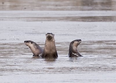 RIVER OTTERS