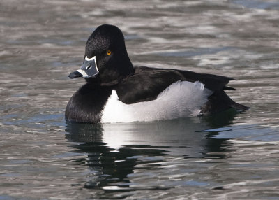 RING-NECKED DUCK  -- MALE