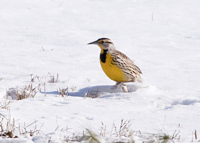 EASTERN MEADOWLARK