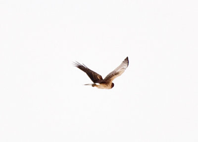 NORTHERN HARRIER