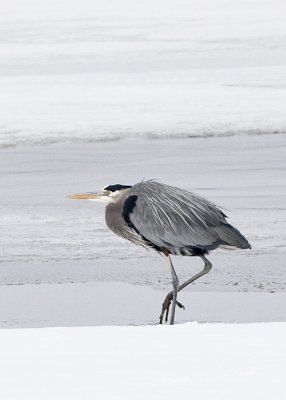 GREAT BLUE HERON AT THE BEACH