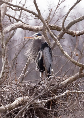 GREAT BLUE HERON AT THE ROOKERY