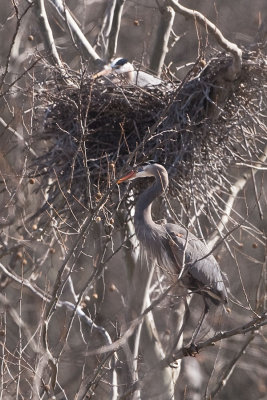 GREAT BLUE HERONS at the ROOKERY - 3/26/2010