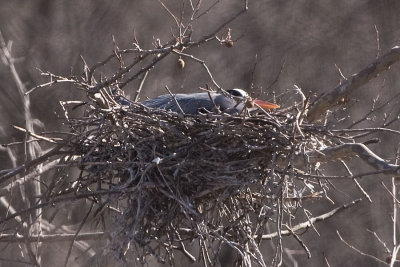 GREAT BLUE HERON on a NEST - 3/26/2010