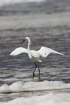 SNOWY EGRET