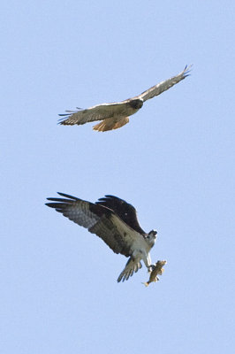 RED-TAILED HAWK INTERCEPTS OSPREY WITH FISH