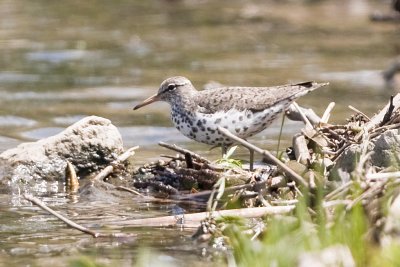 SPOTTED SANDPIPER