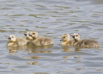 CANADA GEESE CHICKS