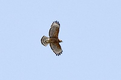 RED-SHOULDERED HAWK