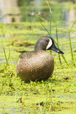 BLUE-WINGED TEAL