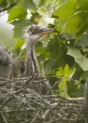 GREAT BLUE HERON CHICK - 5/22/10