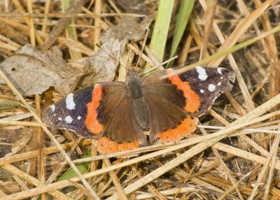RED ADMIRAL 