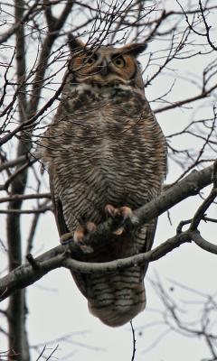 GREAT-HORNED OWL