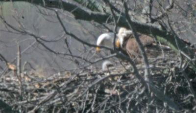 Bald Eagle and Eaglet at 2 1/2 weeks