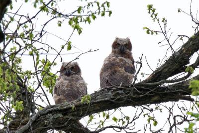 Great Horned Owlettes