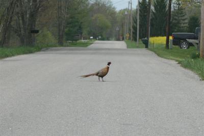 RING-NECKED PHEASANT