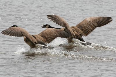 CANADA GEESE IN FLIGHT