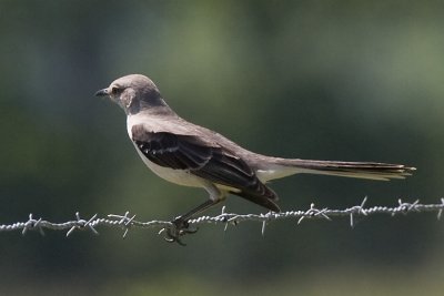 NORTHERN MOCKINGBIRD