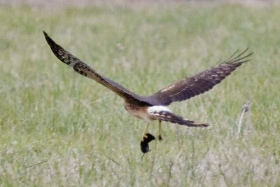 NORTHERN HARRIER