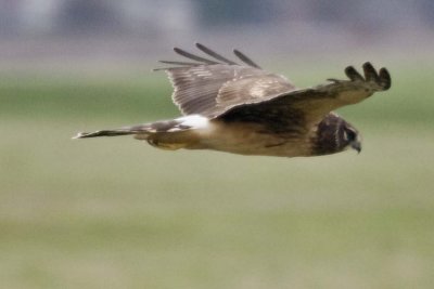 NORTHERN HARRIER