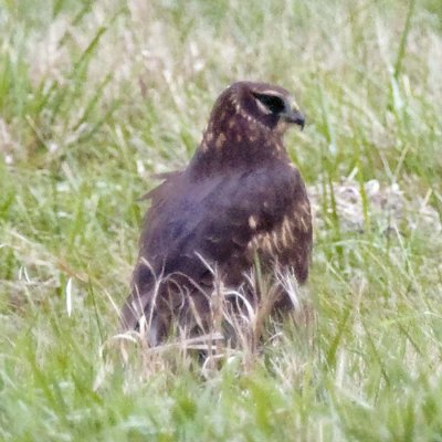 NORTHERN HARRIER