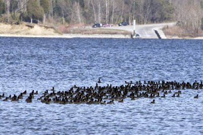 AMERICAN COOTS AT EAST FORK LAKE