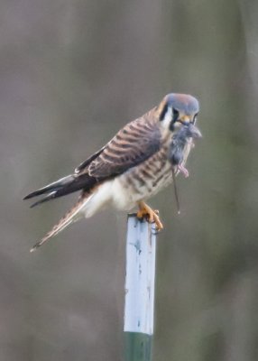 AMERICAN KESTREL with SNACK