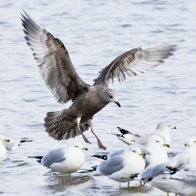 HERRING GULL with  RING-BILLED GULLS