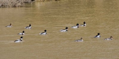RED-BREASTED MERGANSERS