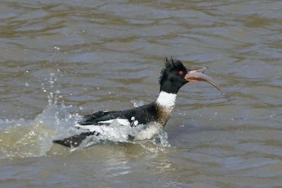 RED-BREASTED MERGANSER w/ LUNCH