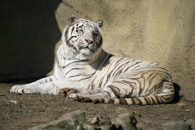 WHITE TIGER