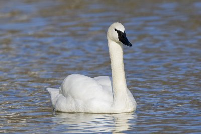 TRUMPETER SWAN