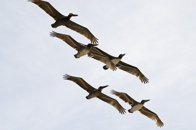 BROWN PELICANS - ADULT & IMMATURE