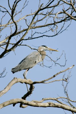 2008 - GBH at the ROOKERY