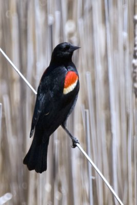 RED-WINGED BLACKBIRD