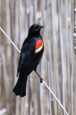 RED-WINGED BLACKBIRD